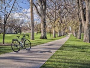 Ein Fahrrad steht auf einem Betonweg, der von hohen, blattlosen Bäumen aus dem Baumlexikon gesäumt ist. Der Weg erstreckt sich in die Ferne durch eine Grasfläche unter einem klaren blauen Himmel. In der Ferne geht eine Person den Weg entlang.