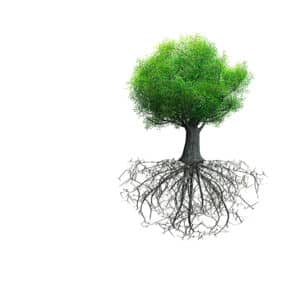 Dargestellt ist ein Baum mit üppigem grünem Laub, dessen komplexes Wurzelsystem freiliegt. Die Wurzeln breiten sich unter dem Baum weit aus und zeigen die Verbindung zwischen seinen oberirdischen und unterirdischen Teilen, ähnlich einer Illustration aus einem Baumlexikon, vor einem schlichten weißen Hintergrund.