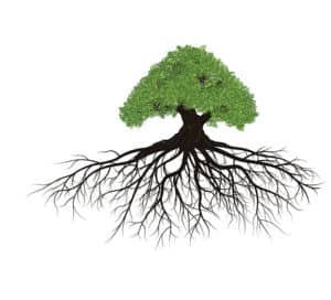 Abbildung eines Baums mit üppigem grünem Laub und einem komplexen, sich unter der Erde ausbreitenden Wurzelnetzwerk, das an einen Eintrag in einem Baumlexikon erinnert. Die Wurzeln sind detailliert und deutlich dargestellt, was auf ein starkes Fundament schließen lässt. Der Hintergrund ist schlicht weiß.