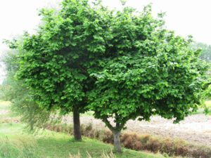 Ein üppiger grüner Baum mit dichtem Laub steht auf einem Grasfleck, daneben steht ein zweiter, teilweise sichtbarer Baum. Der Hintergrund zeigt eine offene Fläche mit Erde, was auf eine ländliche oder parkähnliche Umgebung hindeutet. Ein heller, bewölkter Himmel erhellt die Szene.