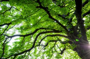 Sonnenlicht fällt durch die dichte Baumkrone eines großen, belaubten Baumes. Die dicken Äste strecken sich nach außen und bilden eine üppige grüne Decke, wobei Lichtstrahlen durch die Blätter dringen und das leuchtende Grün hervorheben.