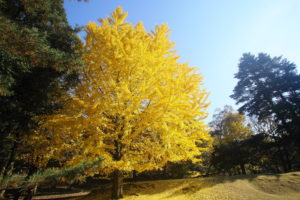Im Herbst steht in einem malerischen Park ein leuchtend gelber Baum. Die Blätter des Baumes bilden ein helles, goldenes Blätterdach, das einen Kontrast zum klaren blauen Himmel bildet. Das umgebende Grün verleiht der Landschaft Tiefe, und der Boden unter dem Baum ist mit gefallenen Blättern bedeckt.